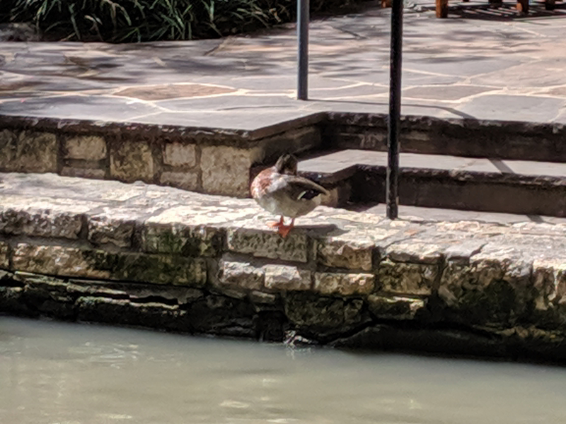 Illustration for article titled Pixel3 (non suffixed) on the Riverwalk + lunch.